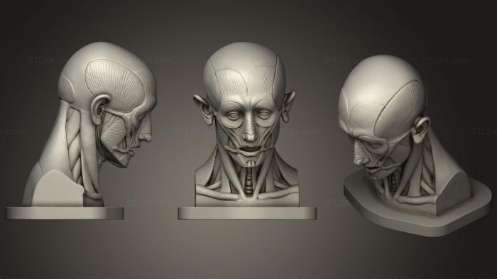 Anatomy of skeletons and skulls (muscular head 2023, ANTM_1271) 3D models for cnc
